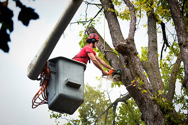 Best Arborist Consultation Services  in Denver, IA